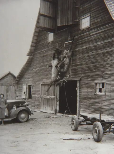 A vintage photograph showing hunted animals hanging outside a wooden barn.