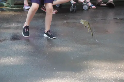 A frog jumps on the pavement near a person's legs.
