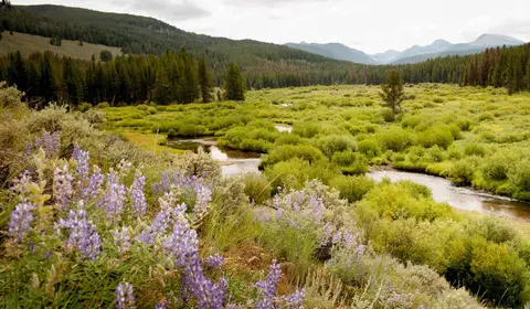 A scenic landscape view of a winding river flowing through a lush green valley with purple wildflowers in the foreground and mountains in the distance.