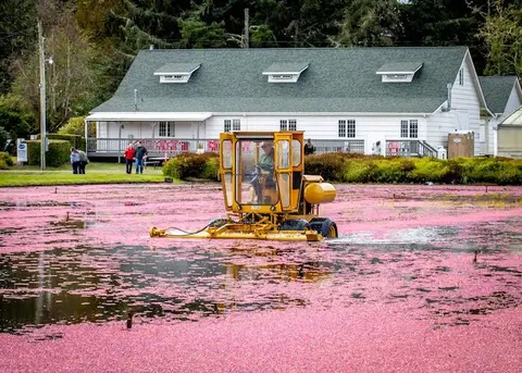 A mechanical harvester works in a flooded cranberry bog.