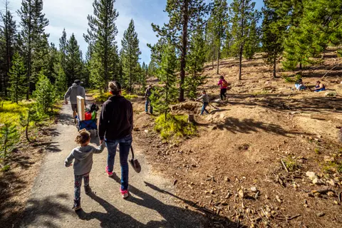 People walk along a trail through a pine forest.