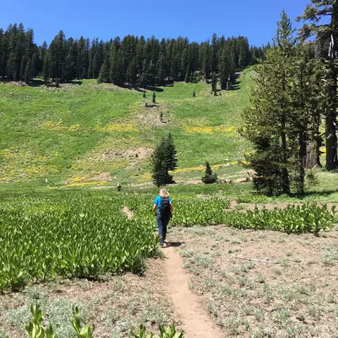 A person walks on a dirt trail through a green meadow with a forest in the background.