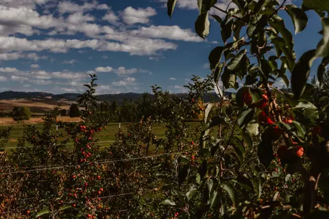 A view of an orchard with apple trees and rolling hills in the background.