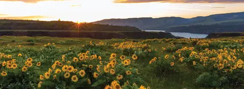 A scenic view of a field of yellow wildflowers blooming at sunset with a river and hills in the background.