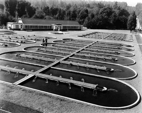 Black and white photo of a fish hatchery with long concrete ponds and a building in the background.