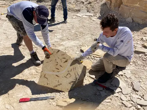 People examine a rock slab containing fossils at an excavation site.