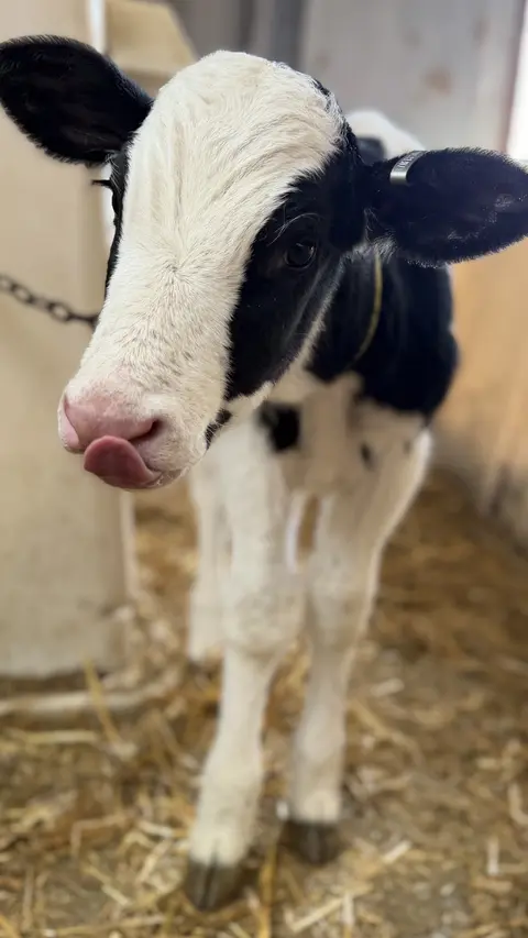 A young black and white calf stands in a barn.