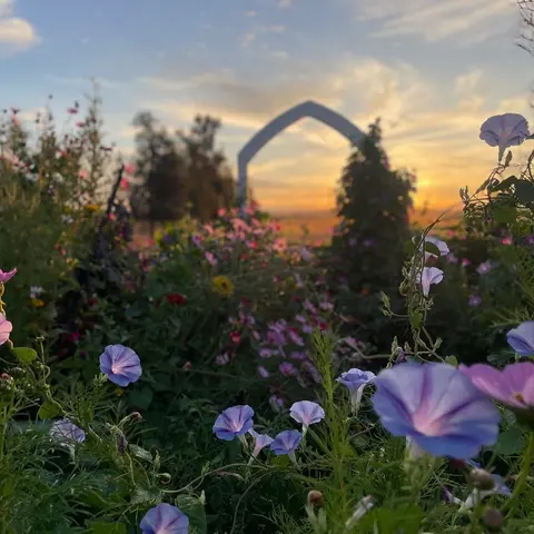 A garden filled with blooming purple flowers at sunset with an arch in the background.