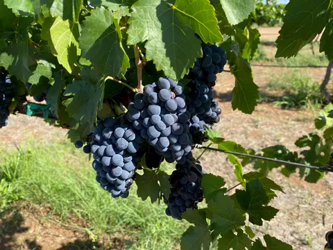A close-up view of clusters of ripe dark grapes hanging from a vine.