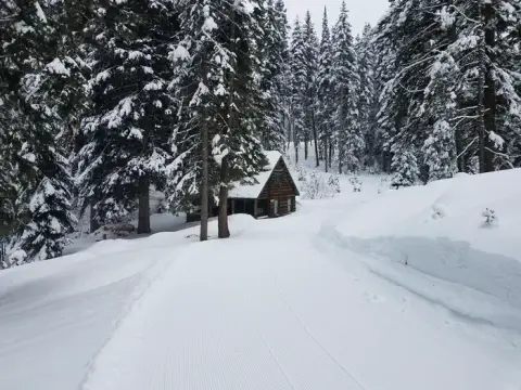 A snowy path leads through a dense pine forest toward a rustic wooden cabin in winter.