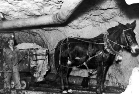 A historic black and white photograph of a miner and a mule working in an underground mine.