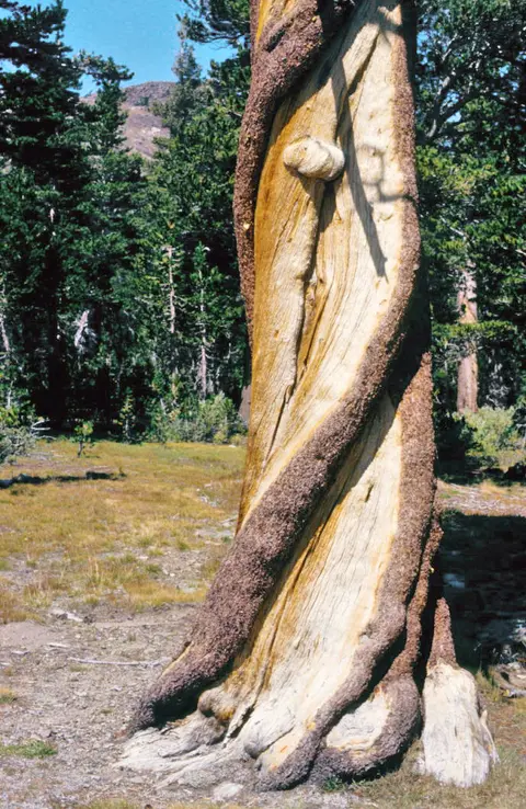 Bristlecone pine, Ancient Bristlecone Pine Forest.