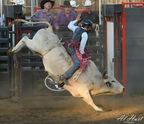 A bull rider is bucked off a white bull in an arena.
