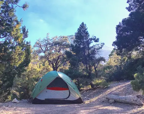 A green tent set up in a forest clearing.