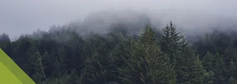 A dense evergreen forest shrouded in fog.