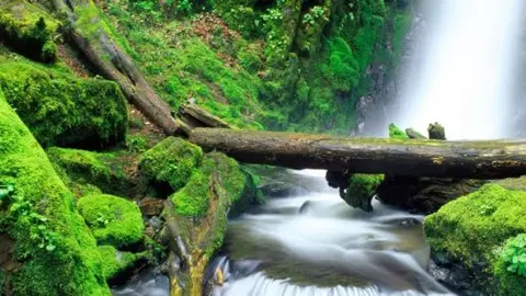 A mossy forest stream with fallen logs and a waterfall.