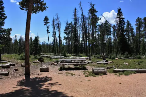 A picnic table and fire ring in a forest clearing.