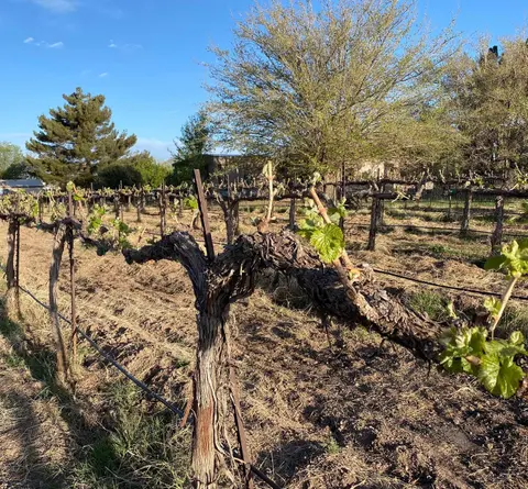 A vineyard with rows of grapevines sprouting new green leaves under a blue sky.