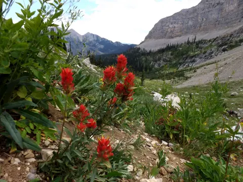 Red wildflowers bloom in a mountain landscape with rocky peaks and valleys.