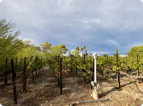 A vineyard with rows of grapevines under a cloudy sky.