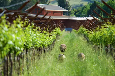 Sheep graze between rows of grapevines in front of a winery building.