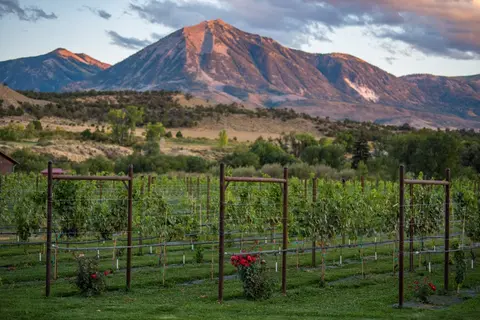 A vineyard with rows of grapevines in front of large mountains.
