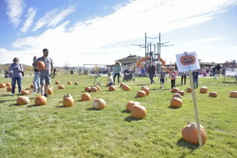 People pick pumpkins in a field at an outdoor event.