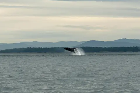 A whale breaches out of the water with mountains in the background.