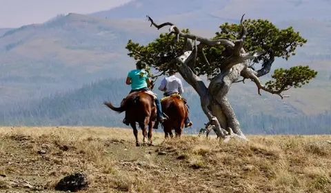 Two riders on horseback travel through a mountainous landscape with a gnarled tree.