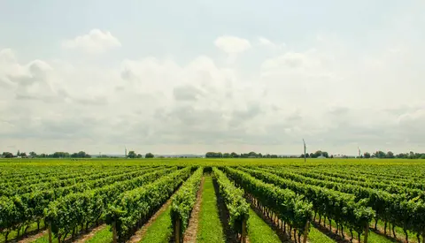 A vineyard with rows of green grapevines stretching across the landscape under a cloudy sky.