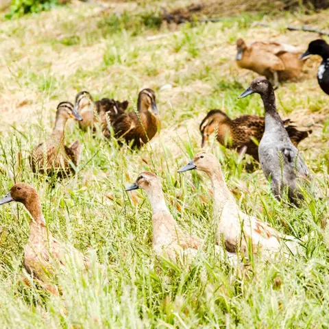 A flock of ducks walks through grassy terrain.