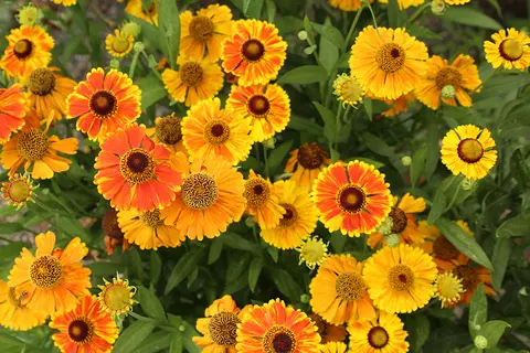 A close-up view of vibrant yellow and orange flowers blooming together.