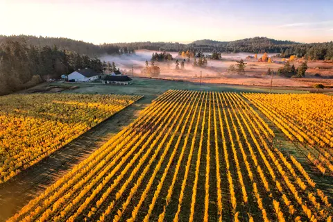 Aerial view of neat rows of golden vineyard vines in front of a rural landscape with low-lying mist and buildings.