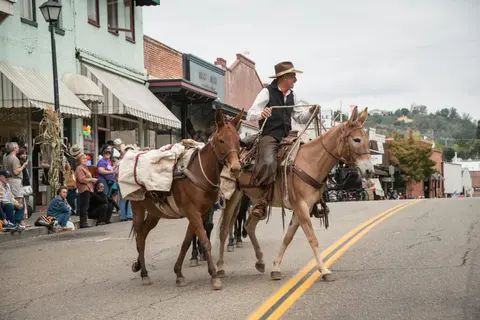 A man rides a mule leading packed mules down a town street with spectators watching.