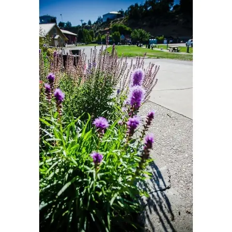 Purple flowers bloom in a garden near a paved path on a sunny day.