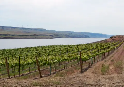 A vineyard grows beside a wide river with hills in the background.