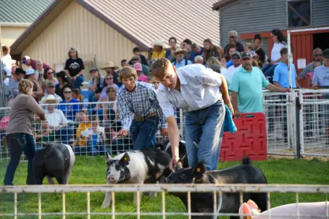 Two youths show pigs in a show ring while a crowd watches from behind fences.
