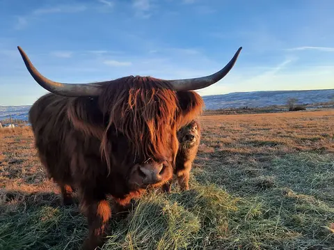 A Highland cow with long horns stands in a field with a smaller cow behind it.