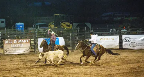 Cowboys rope a calf in an arena during a rodeo event.