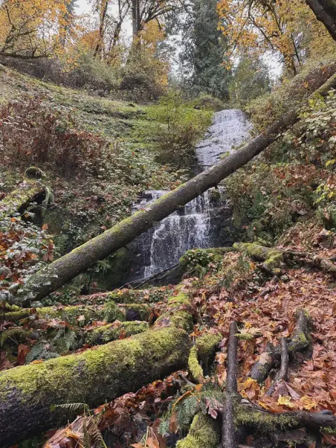 A small waterfall flows through a wooded, leaf-covered ravine with fallen logs.