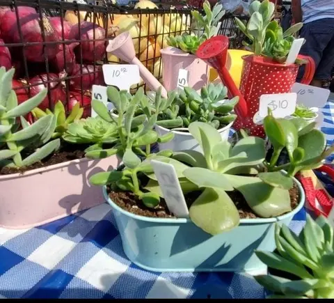 Several potted succulents and miniature watering cans on a blue-and-white checked tablecloth with onions in the background.