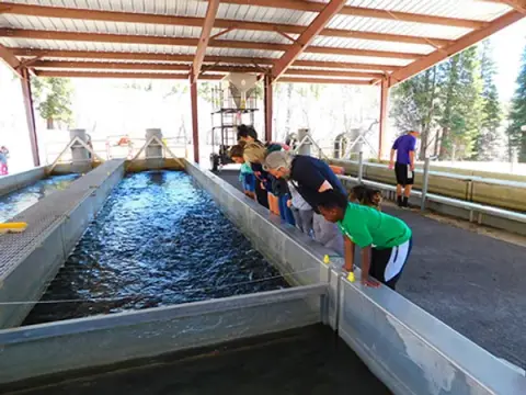People look into large fish raceways at an outdoor facility.