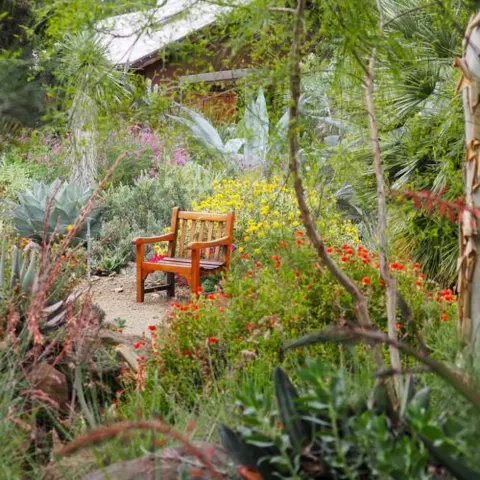 A wooden bench sits amidst lush garden foliage with flowers and a building in the background.