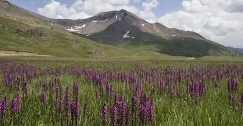 A field of purple flowers in front of a mountain under a partly cloudy sky.