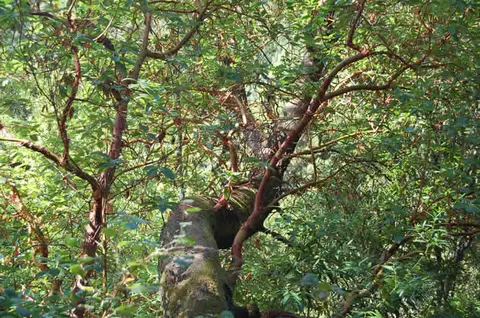 A photo showing a leafy tree with reddish-brown bark and green foliage.