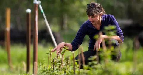 A person crouching down and examining young plants outdoors.