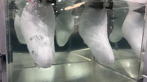 White foot-shaped objects are submerged in a tank of water.