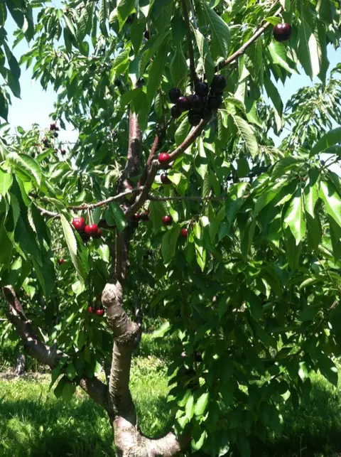 A cherry tree bearing ripe cherries in an orchard.
