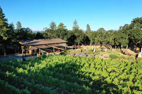 A vineyard with rows of grapevines in front of a building with a mountain in the distance.