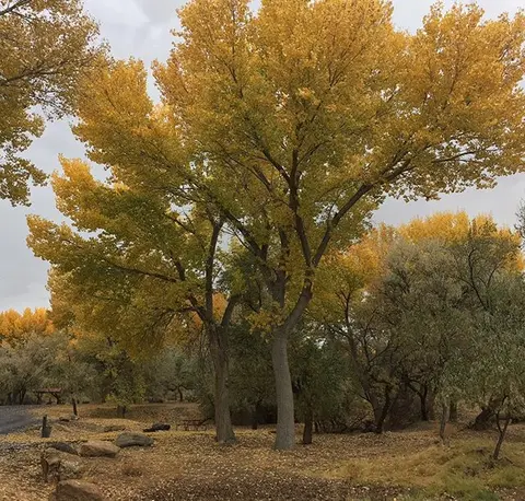 Large trees with yellow autumn leaves stand in a park.